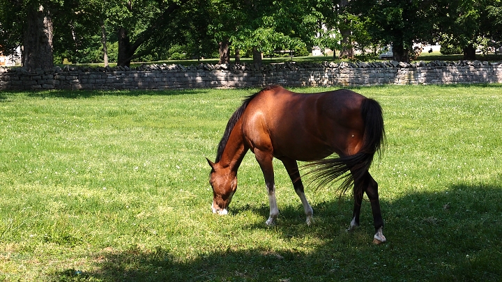 Belle Meade